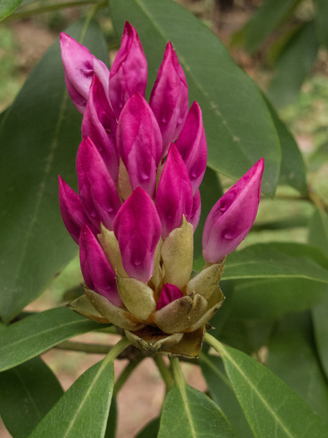 Rhododendron minus (Piedmont rhododendron) #49013