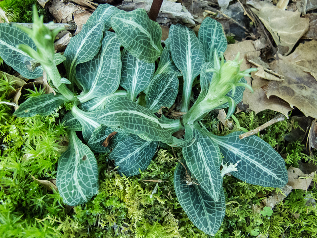 Goodyera pubescens (Downy rattlesnake plantain) #49032