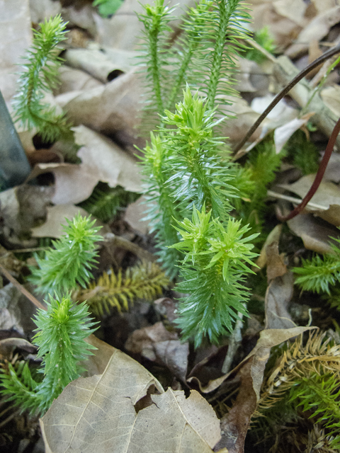 Lycopodium clavatum (Running clubmoss) #49041