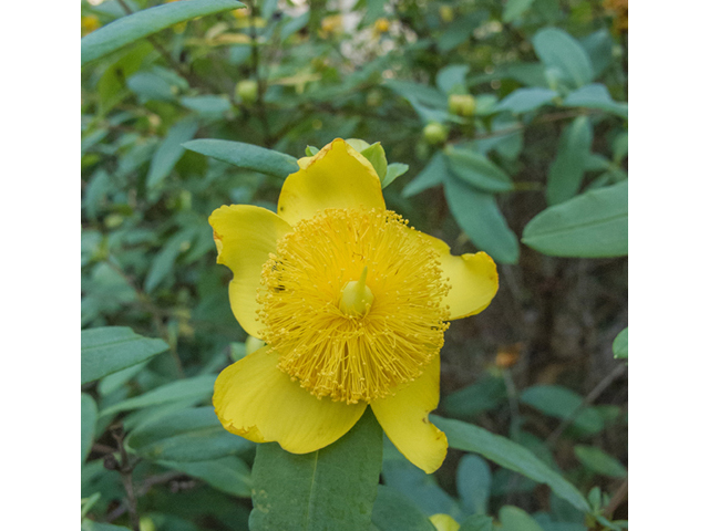 Hypericum frondosum (Cedarglade st. john's-wort) #49049