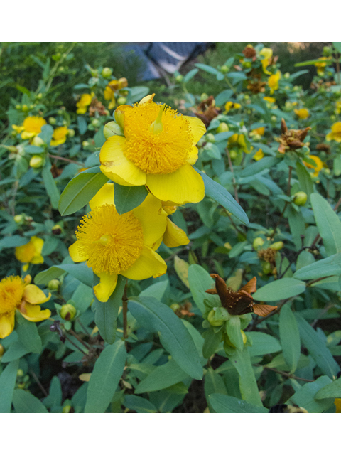 Hypericum frondosum (Cedarglade st. john's-wort) #49050