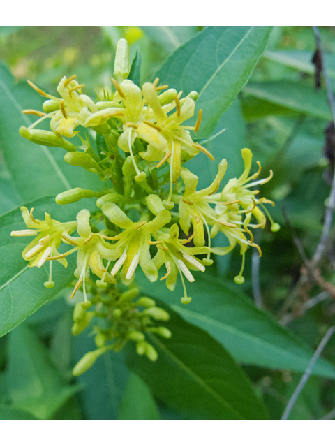 Diervilla sessilifolia (Southern bush honeysuckle) #49053