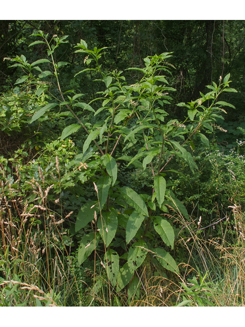 Phytolacca americana (American pokeweed) #49065