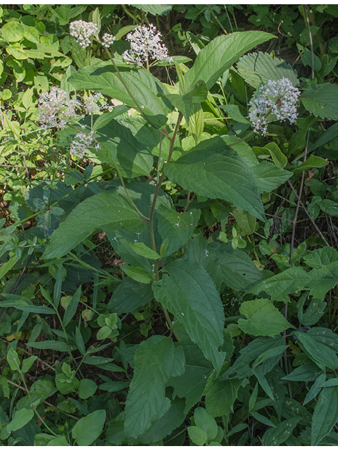 Ceanothus americanus (New jersey tea) #49080