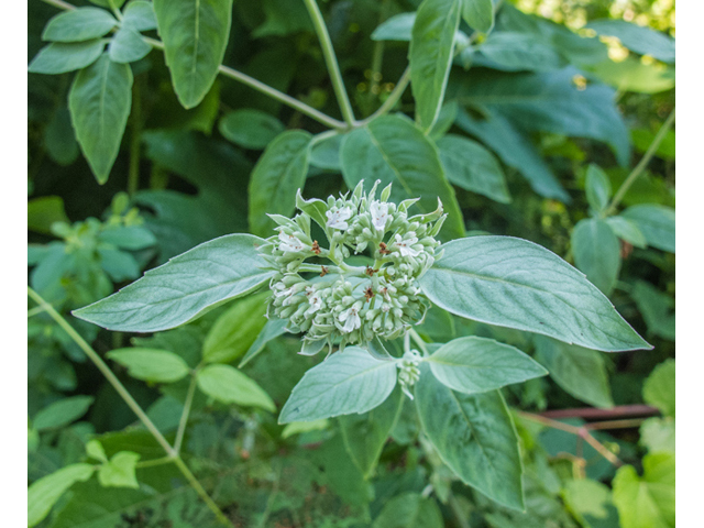 Pycnanthemum incanum (Hoary mountain mint) #49082