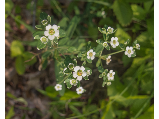 Euphorbia corollata (Flowering spurge) #49094