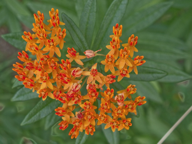 Asclepias tuberosa (Butterflyweed) #49098