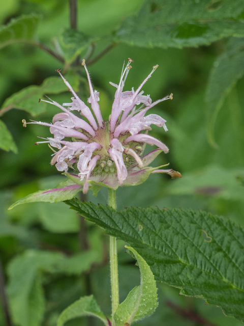 Monarda clinopodia (White bergamot) #49099