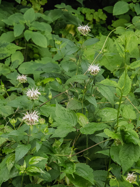 Monarda clinopodia (White bergamot) #49103