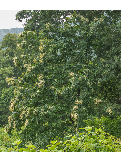 Oxydendrum arboreum (Sourwood) #49124