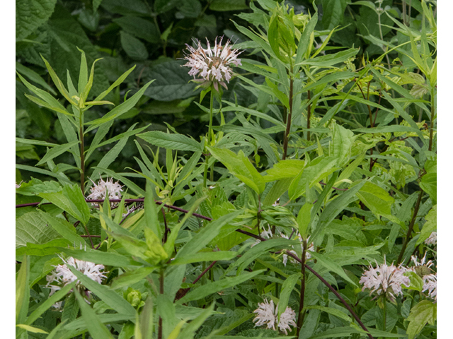 Monarda clinopodia (White bergamot) #49125