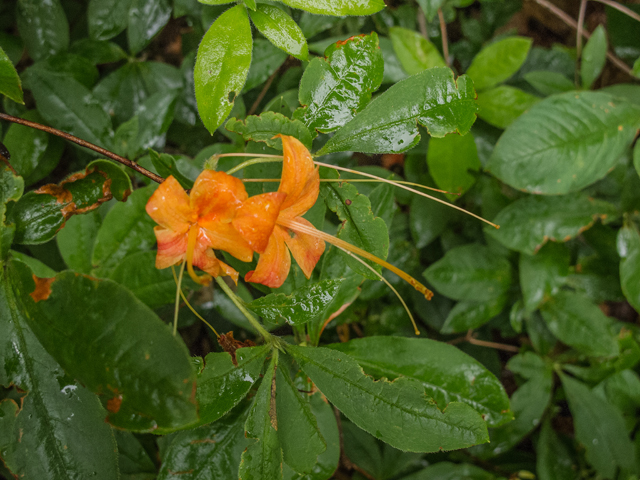 Rhododendron calendulaceum (Flame azalea) #49131