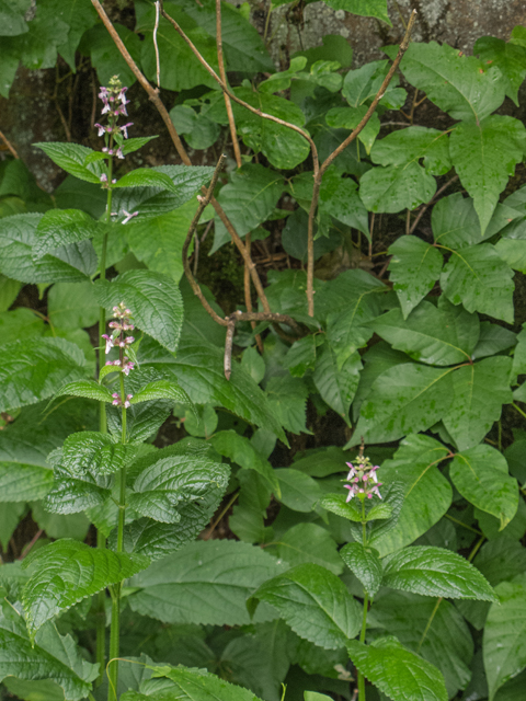 Stachys clingmanii (Clingman's hedgenettle) #49139