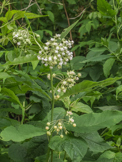 Asclepias exaltata (Poke milkweed) #49148