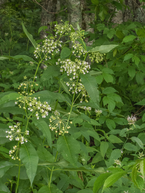 Asclepias exaltata (Poke milkweed) #49149