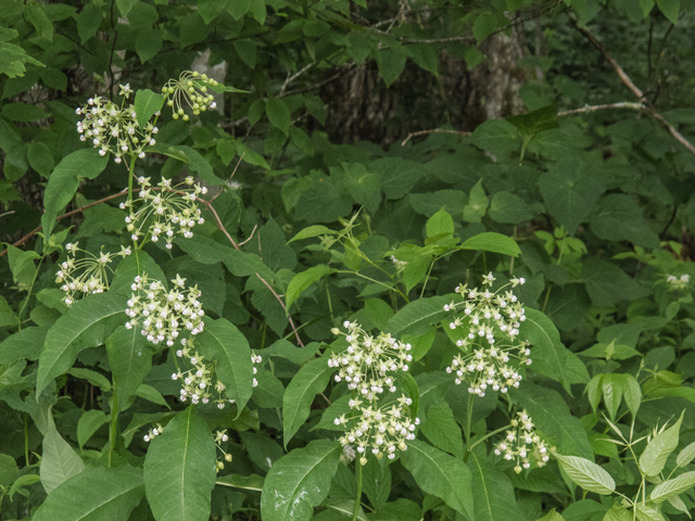 Asclepias exaltata (Poke milkweed) #49150