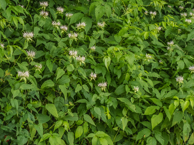 Monarda clinopodia (White bergamot) #49151