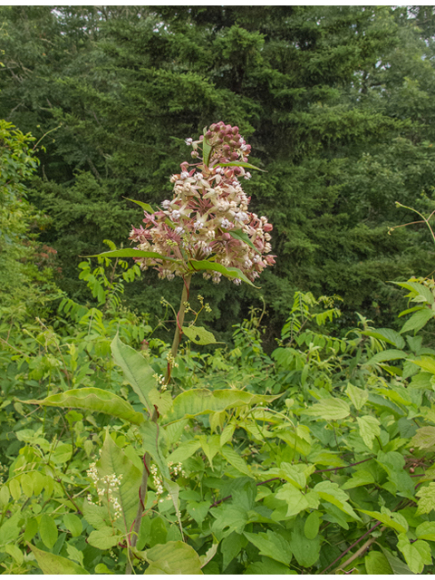 Asclepias exaltata (Poke milkweed) #49160