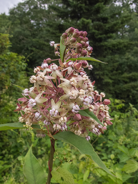 Asclepias exaltata (Poke milkweed) #49161