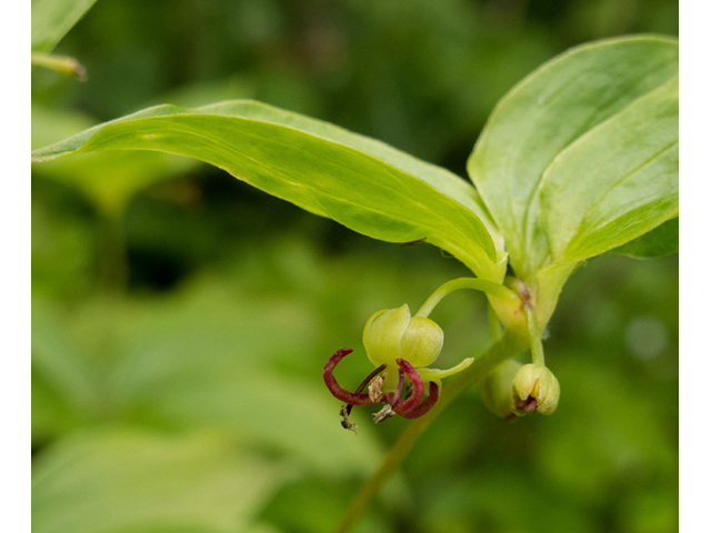 Medeola virginiana (Indian cucumber) #49172