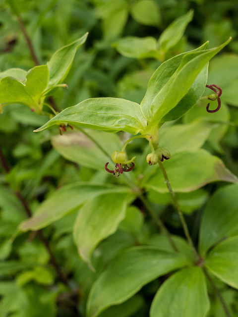 Medeola virginiana (Indian cucumber) #49173