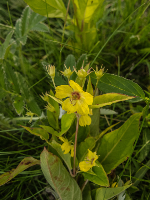 Lysimachia ciliata (Fringed loosestrife) #49220