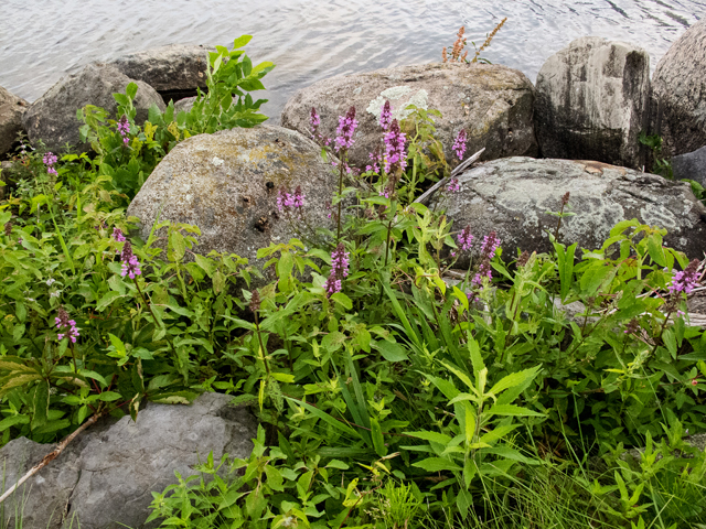 Stachys palustris (Marsh hedgenettle) #49242