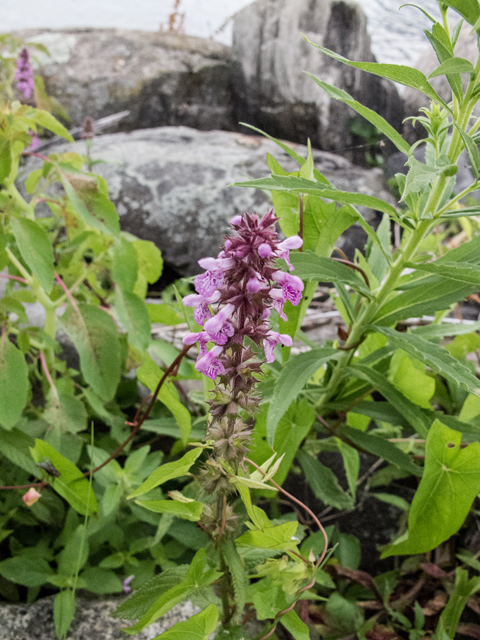 Stachys palustris (Marsh hedgenettle) #49243