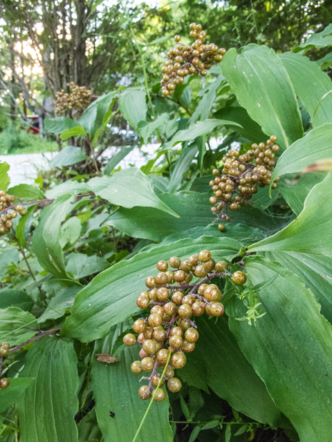 Maianthemum racemosum (Feathery false lily of the valley) #49475