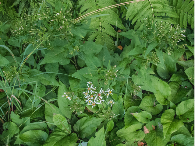 Symphyotrichum lateriflorum (Calico aster) #49483