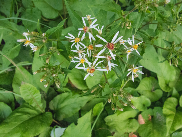 Symphyotrichum lateriflorum (Calico aster) #49484