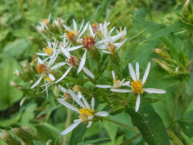 Symphyotrichum lateriflorum (Calico aster) #49485