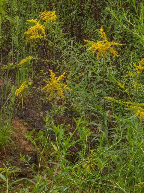 Solidago gigantea (Giant goldenrod) #49509