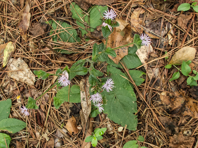 Elephantopus tomentosus (Elephant's-foot) #49546