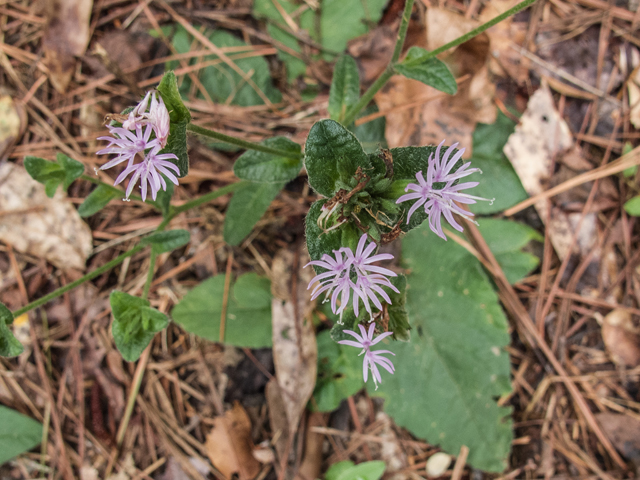 Elephantopus tomentosus (Elephant's-foot) #49547