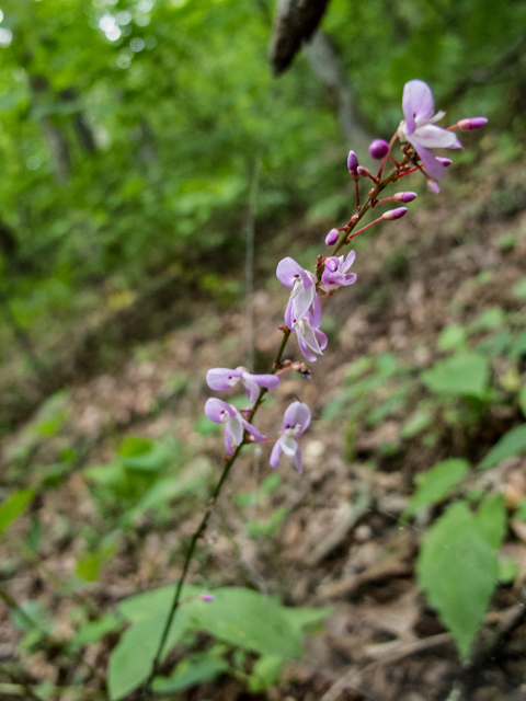 Desmodium nudiflorum (Nakedflower ticktrefoil) #49558