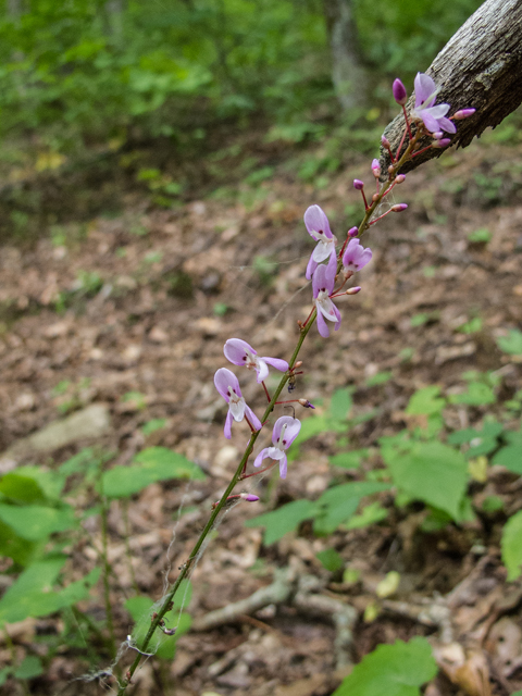 Desmodium nudiflorum (Nakedflower ticktrefoil) #49559