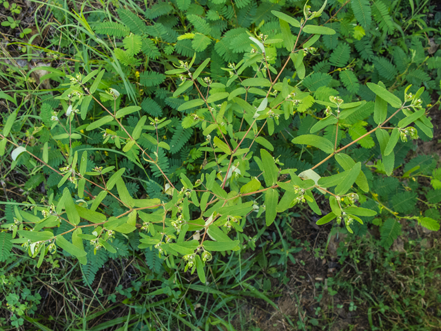 Chamaesyce nutans (Nodding spurge) #49566