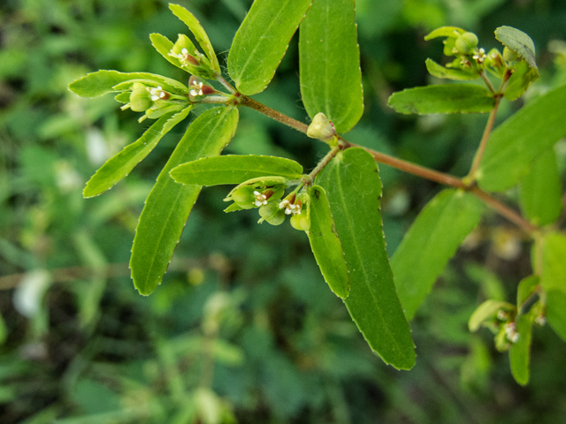 Chamaesyce nutans (Nodding spurge) #49568