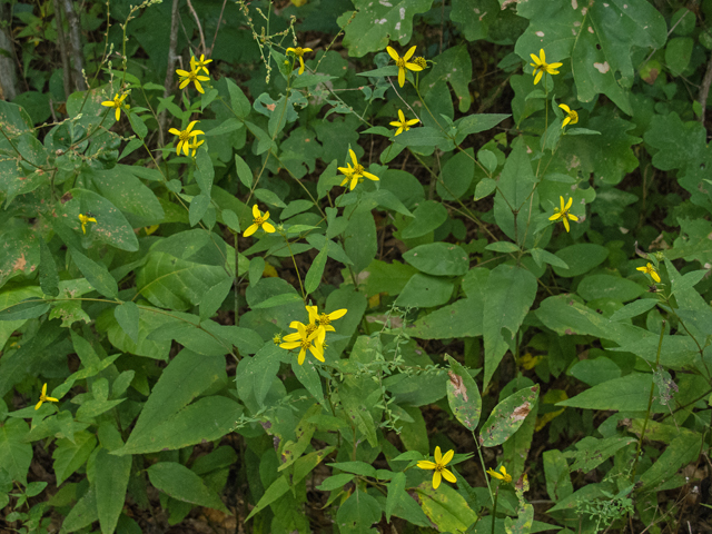 Helianthus microcephalus (Small woodland sunflower) #49574