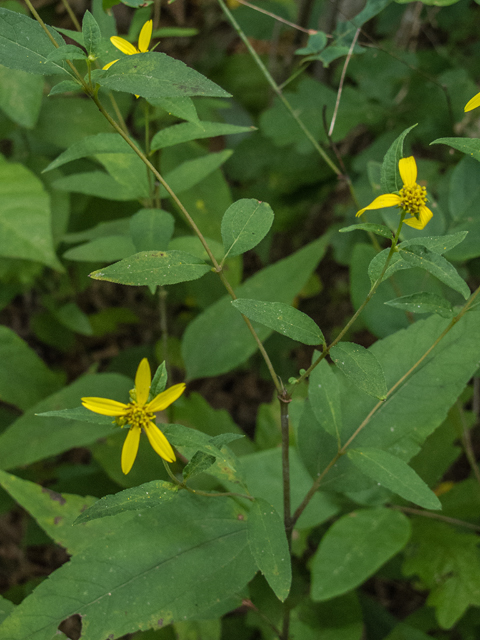 Helianthus microcephalus (Small woodland sunflower) #49575