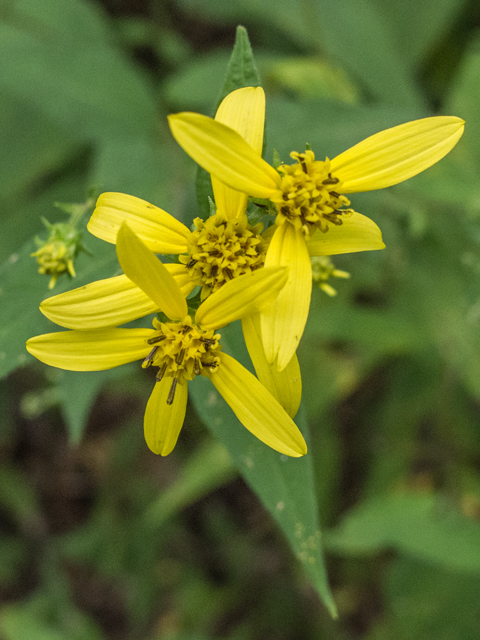 Helianthus microcephalus (Small woodland sunflower) #49576