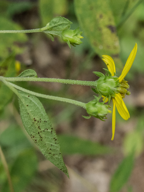 Helianthus microcephalus (Small woodland sunflower) #49579