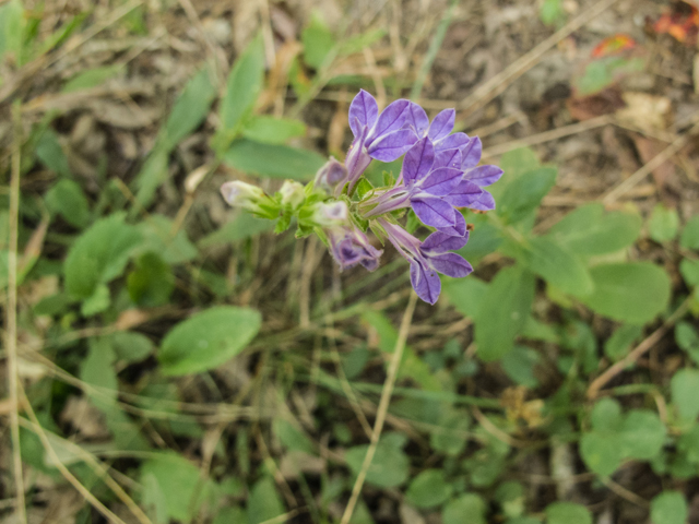 Lobelia puberula (Downy lobelia) #49596