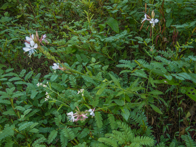 Oenothera gaura (Biennial beeblossom) #49609