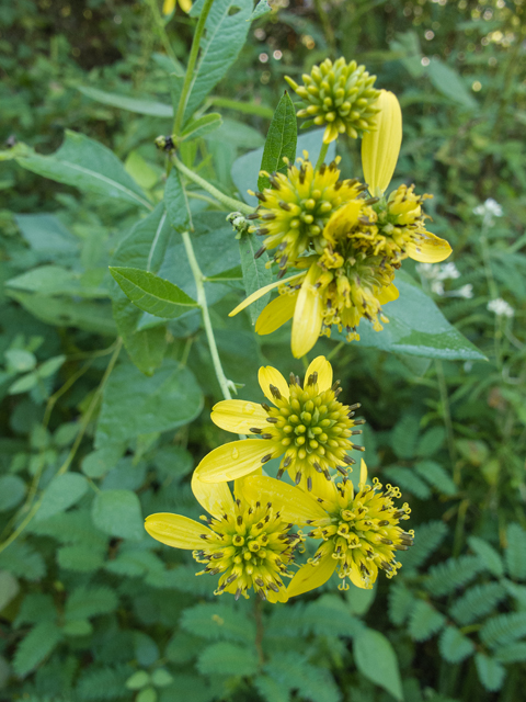 Verbesina alternifolia (Wingstem) #49612