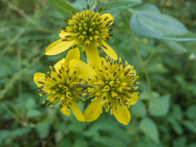 Verbesina alternifolia (Wingstem) #49613