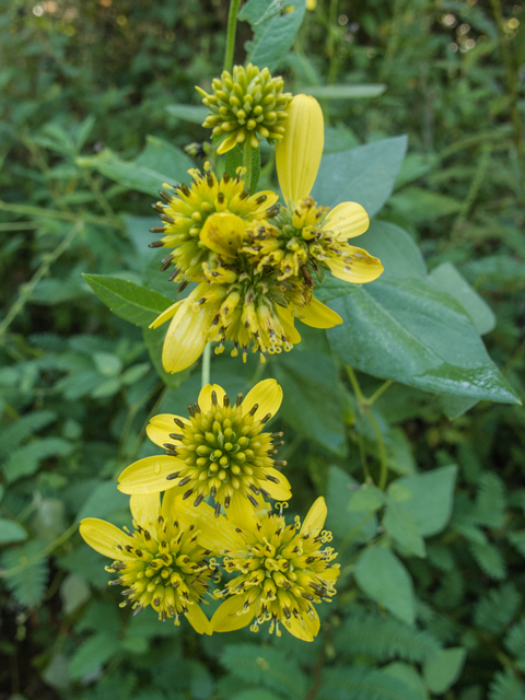 Verbesina alternifolia (Wingstem) #49614