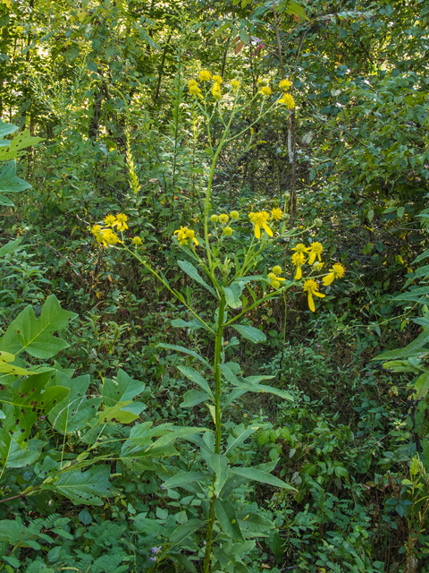 Verbesina alternifolia (Wingstem) #49615