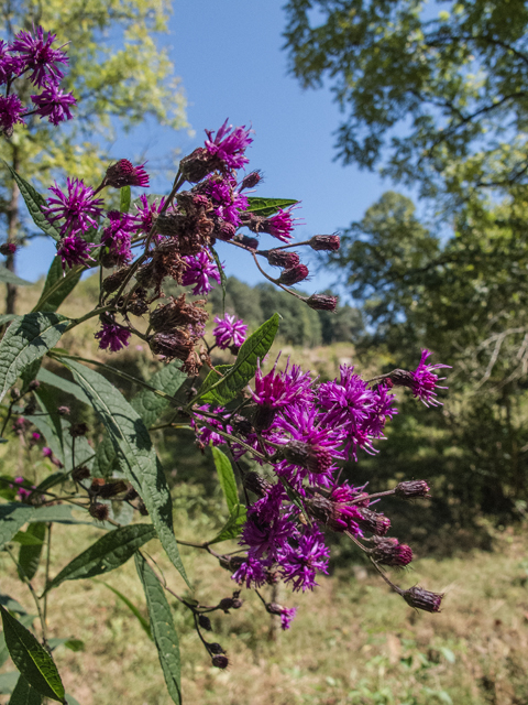 Vernonia noveboracensis (New york ironweed) #49619